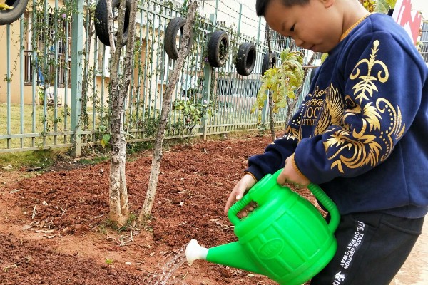 牡丹花种子浸泡多久，要浸泡一天左右