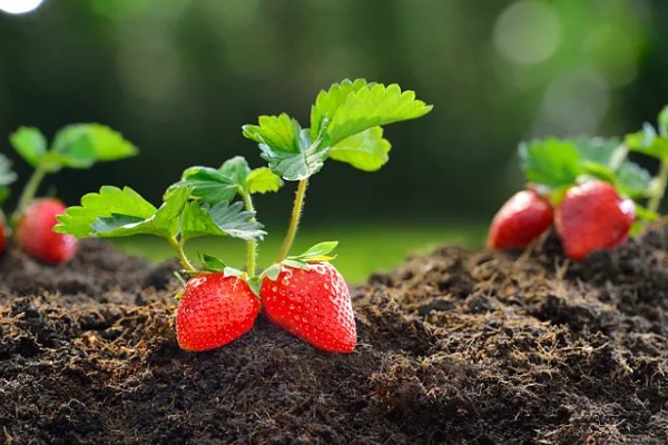 16颗草莓花束是什么寓意，寓意顺利、如意等