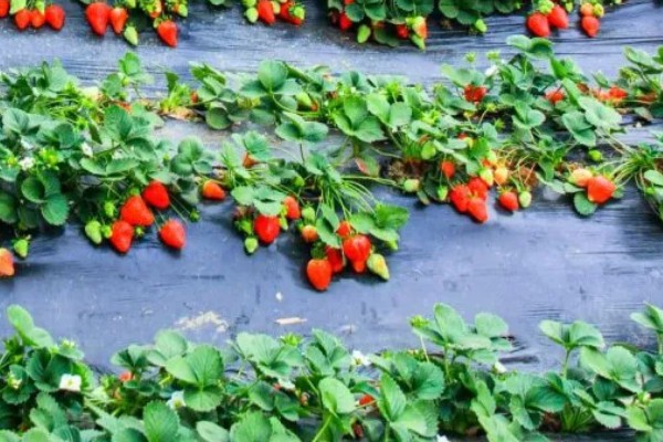 16颗草莓花束是什么寓意，寓意顺利、如意等