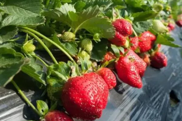 16颗草莓花束是什么寓意，寓意顺利、如意等