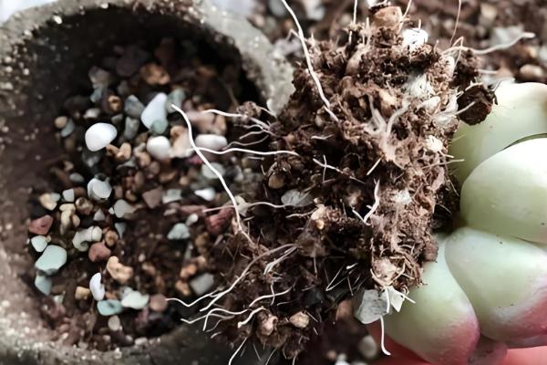 多肉生气根的原因，可能是根系不健康所致