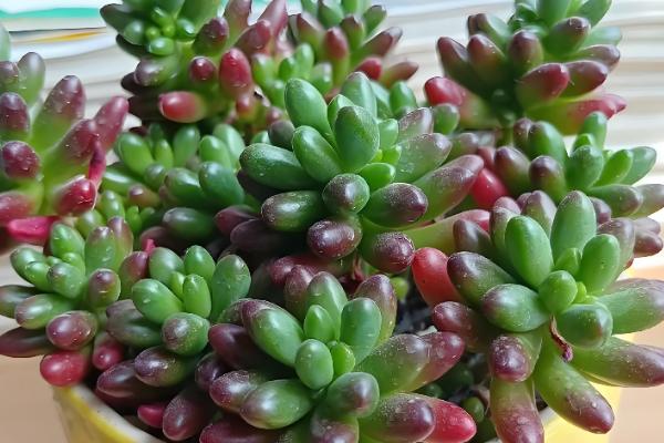 多肉生气根的原因，可能是根系不健康所致