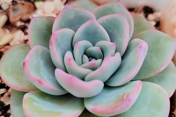 多肉生气根的原因，可能是根系不健康所致