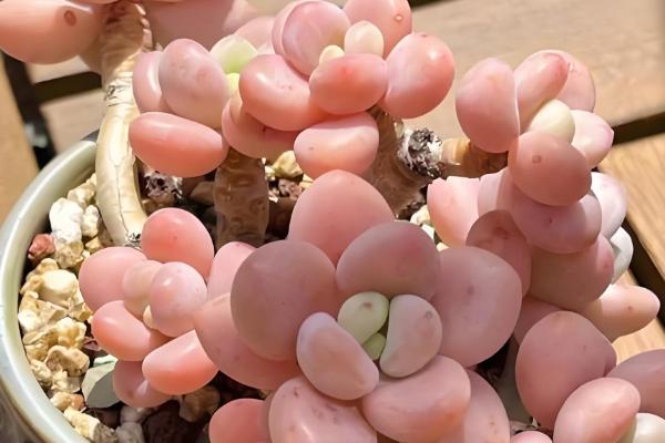 多肉生气根的原因，可能是根系不健康所致