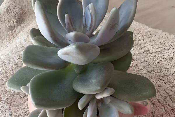 多肉生气根的原因，可能是根系不健康所致