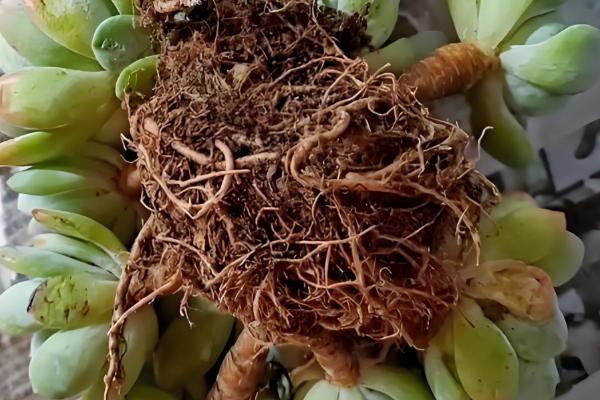 多肉生气根的原因，可能是根系不健康所致