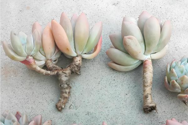 多肉生气根的原因，可能是根系不健康所致