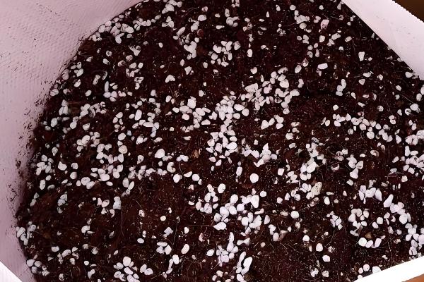 多肉生气根的原因，可能是根系不健康所致