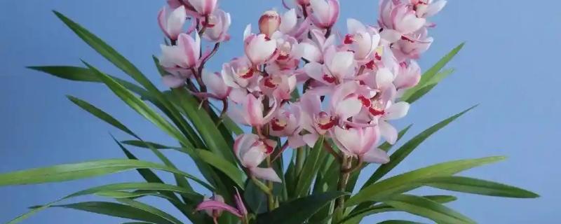 大花蕙兰如何养殖，生长季每隔20天施一次稀薄的液肥