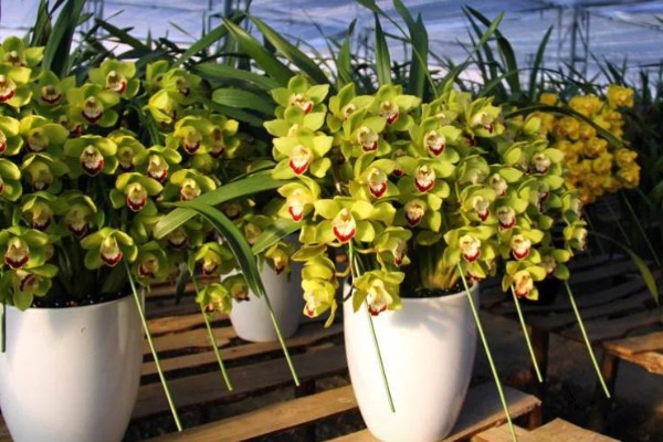 大花蕙兰如何养殖,生长季每隔20天施一次稀薄的液肥