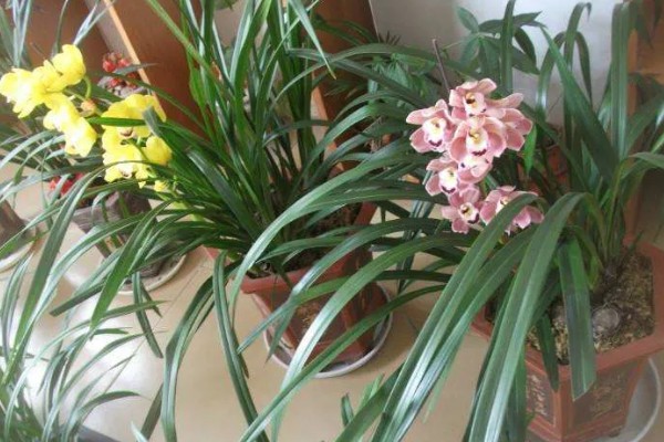 大花蕙兰如何养殖,生长季每隔20天施一次稀薄的液肥