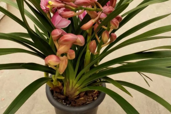 大花蕙兰如何养殖,生长季每隔20天施一次稀薄的液肥