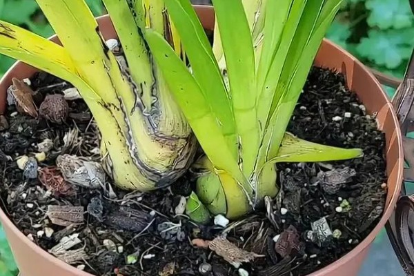 大花蕙兰如何养殖,生长季每隔20天施一次稀薄的液肥