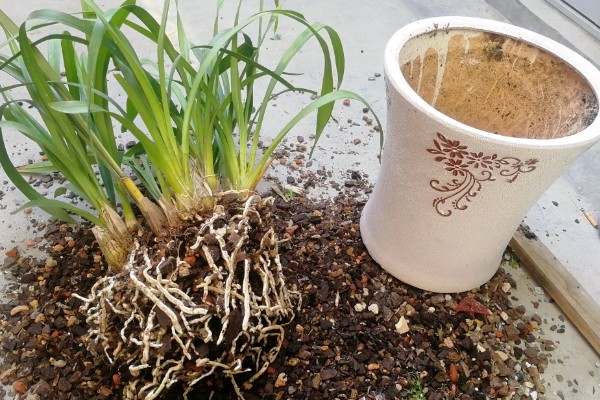 大花蕙兰如何养殖,生长季每隔20天施一次稀薄的液肥