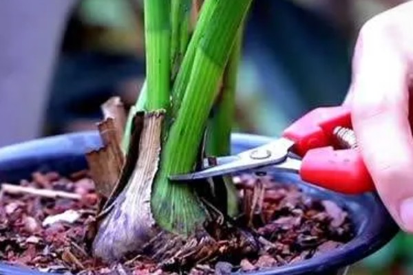 大花蕙兰如何养殖,生长季每隔20天施一次稀薄的液肥