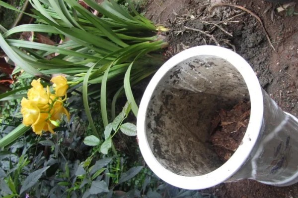 大花蕙兰如何养殖,生长季每隔20天施一次稀薄的液肥