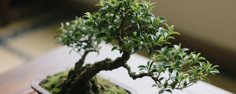茶叶花的家庭养法，生长期每月还施加1-2次腐熟的饼肥
