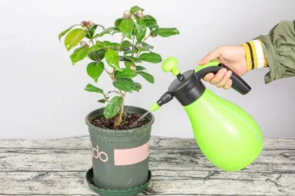 茶叶花的家庭养法，生长期每月还施加1-2次腐熟的饼肥