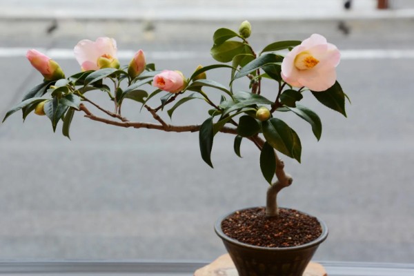 茶叶花的家庭养法，生长期每月还施加1-2次腐熟的饼肥