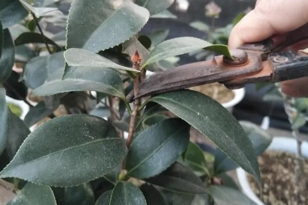 茶叶花的家庭养法，生长期每月还施加1-2次腐熟的饼肥