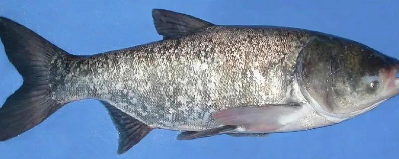 鲢鱼与鳙鱼有什么区别，头部、颜色、体型等方面都不同