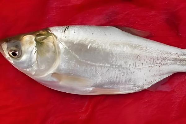 鲢鱼与鳙鱼有什么区别,头部、颜色、体型等方面都不同