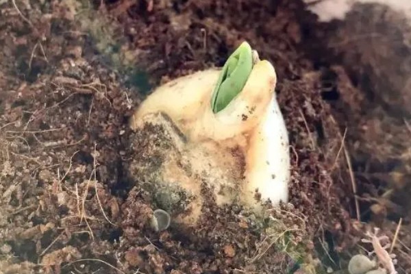 大丽花种球要挖出来吗，不一定要挖出来