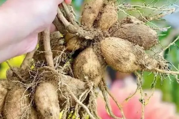 大丽花种球要挖出来吗，不一定要挖出来