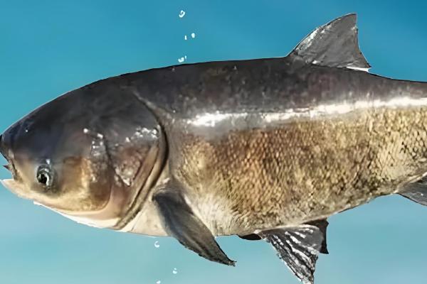 鲢鱼与鳙鱼有什么区别,头部、颜色、体型等方面都不同