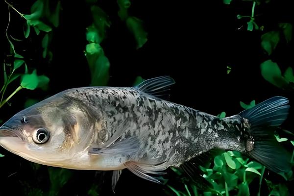 鲢鱼与鳙鱼有什么区别,头部、颜色、体型等方面都不同