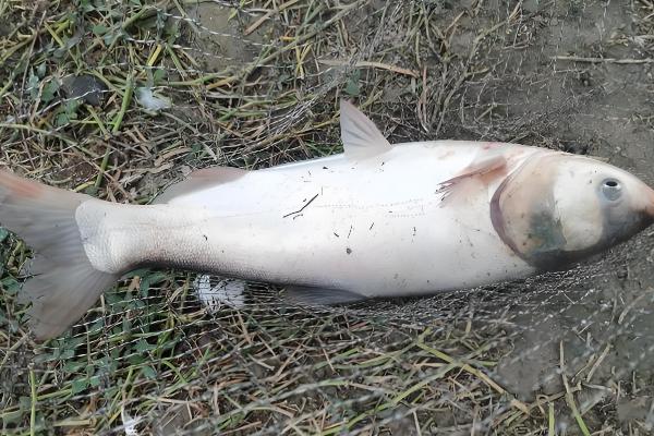 鲢鱼与鳙鱼有什么区别,头部、颜色、体型等方面都不同