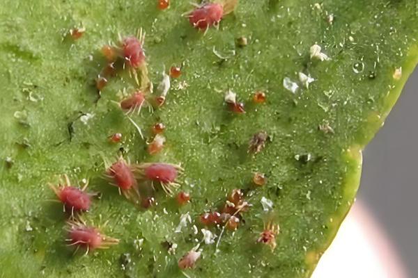 观赏凤梨的虫害类型,主要有以下6种