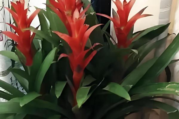 观赏凤梨的虫害类型,主要有以下6种