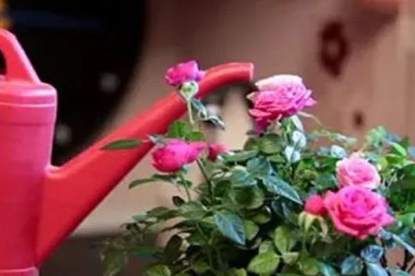 玫瑰叶子发黄如何处理，温度过高时要降温增湿