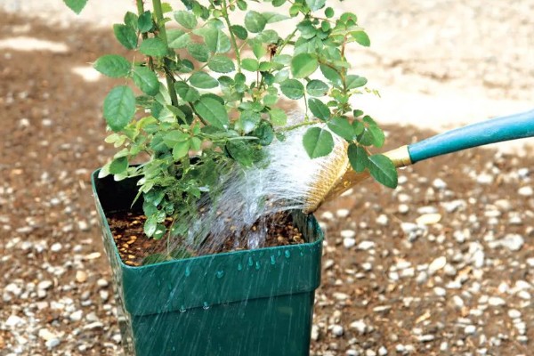 玫瑰叶子发黄如何处理，温度过高时要降温增湿