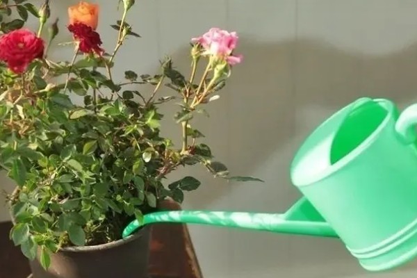 玫瑰叶子发黄如何处理，温度过高时要降温增湿