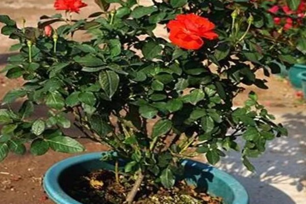 玫瑰叶子发黄如何处理，温度过高时要降温增湿