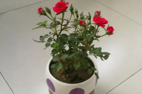 玫瑰叶子发黄如何处理，温度过高时要降温增湿