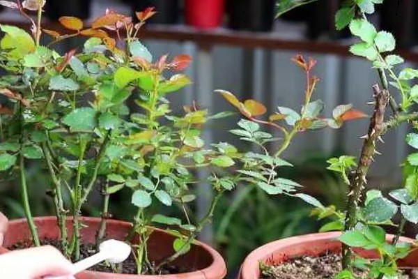 玫瑰叶子发黄如何处理，温度过高时要降温增湿