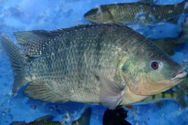 罗非鱼的产量,产量为每亩1800-2000斤