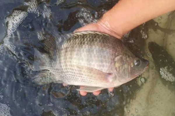 罗非鱼的产量,产量为每亩1800-2000斤