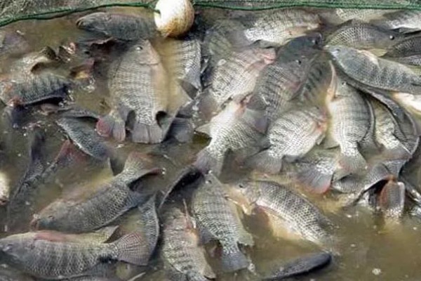 罗非鱼的产量,产量为每亩1800-2000斤