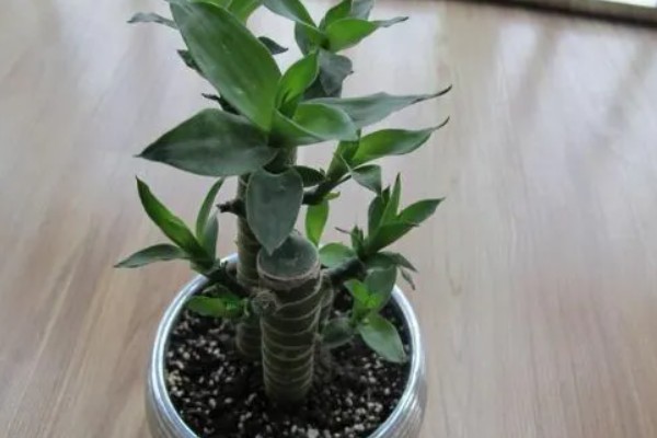 富贵竹出现黄叶如何解决，受到强光直射时要遮阴