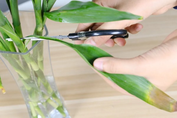 富贵竹出现黄叶如何解决，受到强光直射时要遮阴