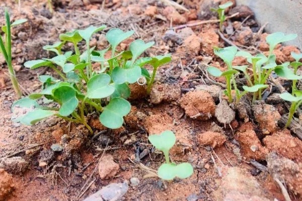 春萝卜怎么管理，白天和晚上都要保持适宜的棚温