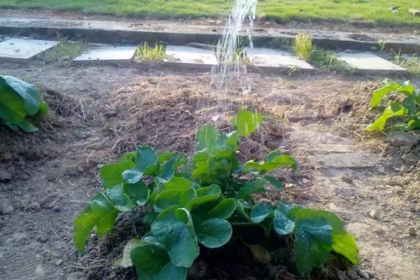 春萝卜怎么管理，白天和晚上都要保持适宜的棚温