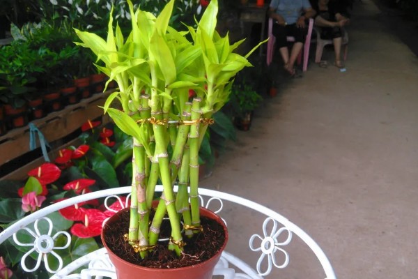 富贵竹出现黄叶如何解决，受到强光直射时要遮阴