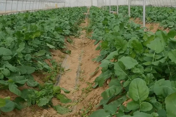 春萝卜怎么管理，白天和晚上都要保持适宜的棚温