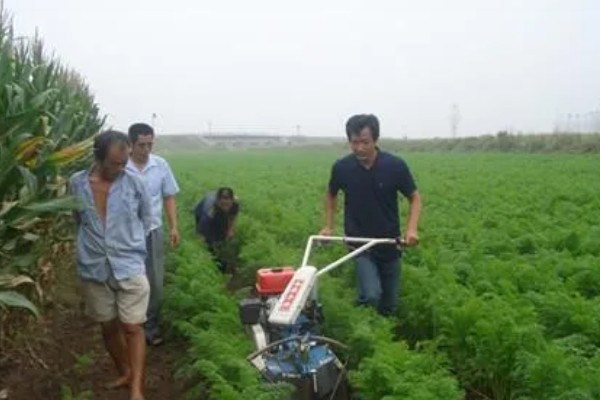 春萝卜怎么管理，白天和晚上都要保持适宜的棚温