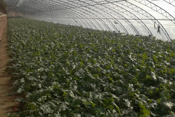 春萝卜怎么管理，白天和晚上都要保持适宜的棚温